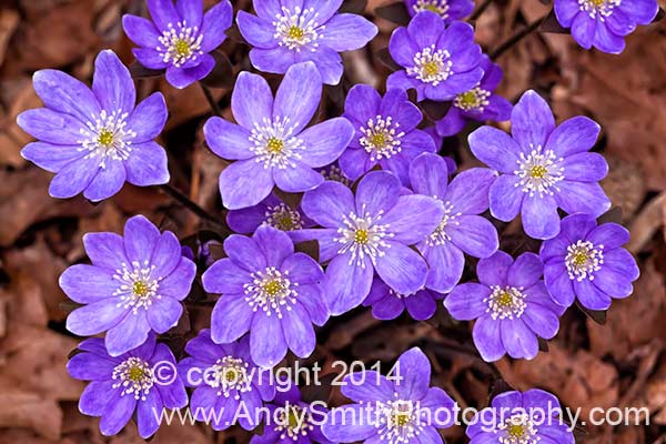 Sharp-lobed Hepatica